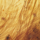 Image for article titled A 99-million-year-old piece of amber definitively proves that dinosaurs had feathers